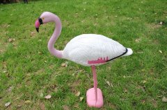 Flamingo W008