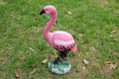 Flamingo W009