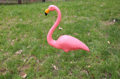 Flamingo W010