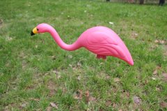 Flamingo W011