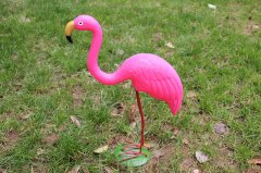Flamingo W013